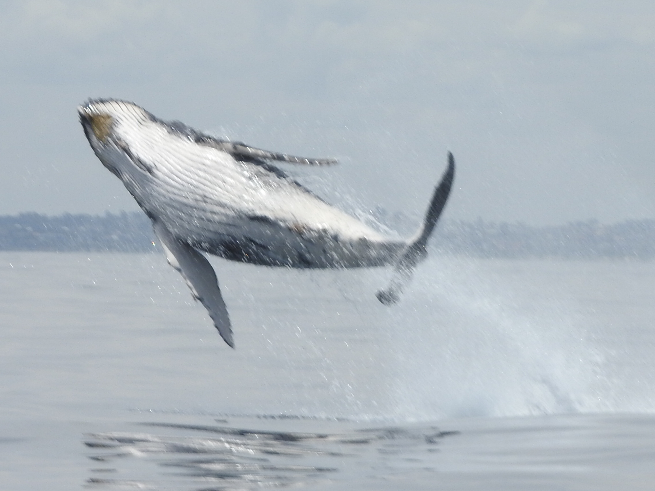 Baby whale breaching.